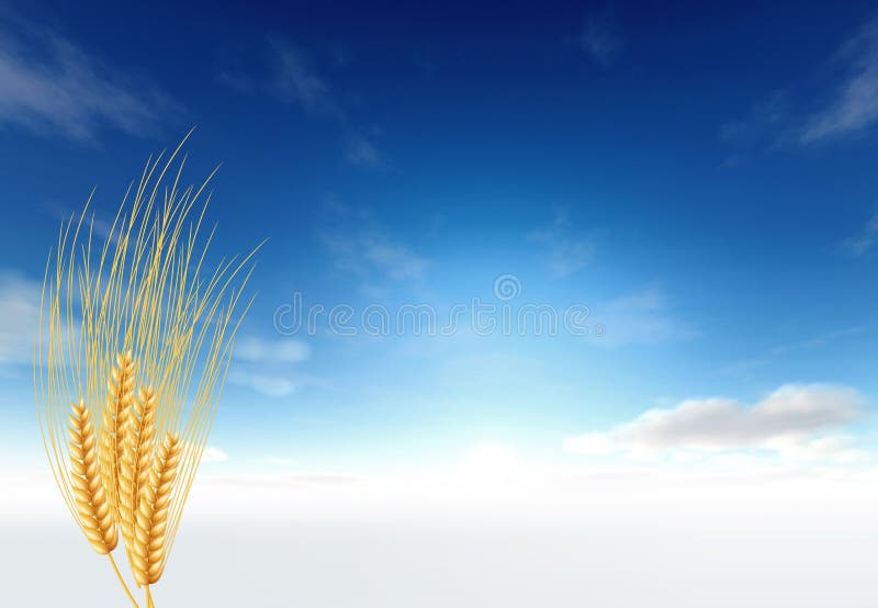 Bundle of Wheat on sky background. Bundle of Wheat on sky background