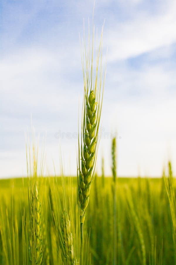 Spica del grano su un fondo di un campo verde e di un cielo blu immagine stock Spica del grano su un fondo di un campo verde e di un cielo blu immagine stock