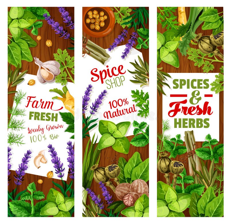 Seasoning and condiments, herbs and spices vector illustration Seasoning and condiments, herbs and spices vector illustration