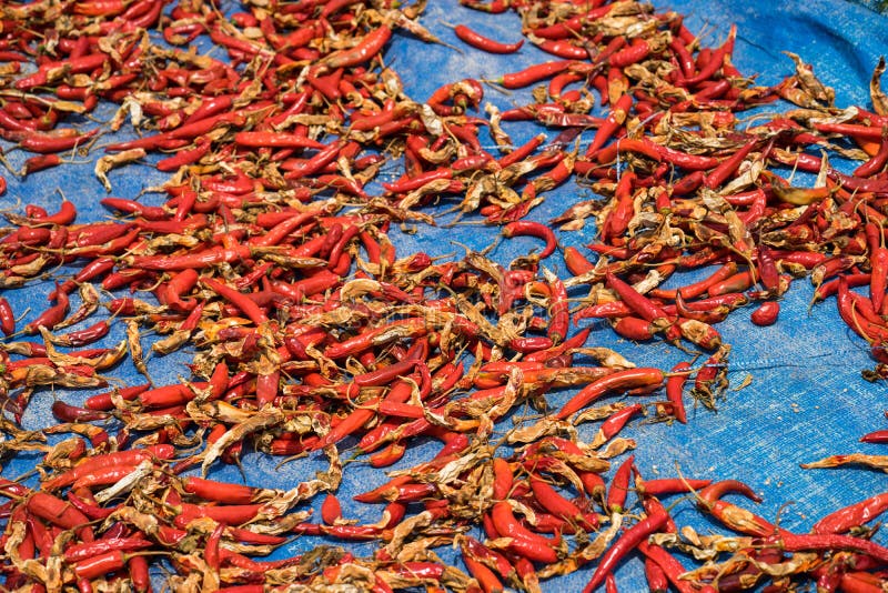 561 Drying Red Paprika Stock Photos Free & RoyaltyFree Stock Photos