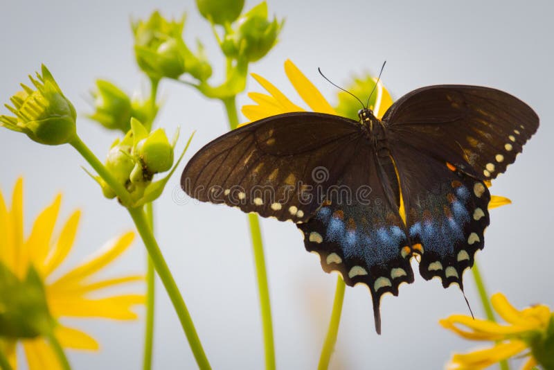 Spicebush Swallowtail på Ballard Nature Center i Illinois arkivbild Spicebush Swallowtail på Ballard Nature Center i Illinois arkivbild