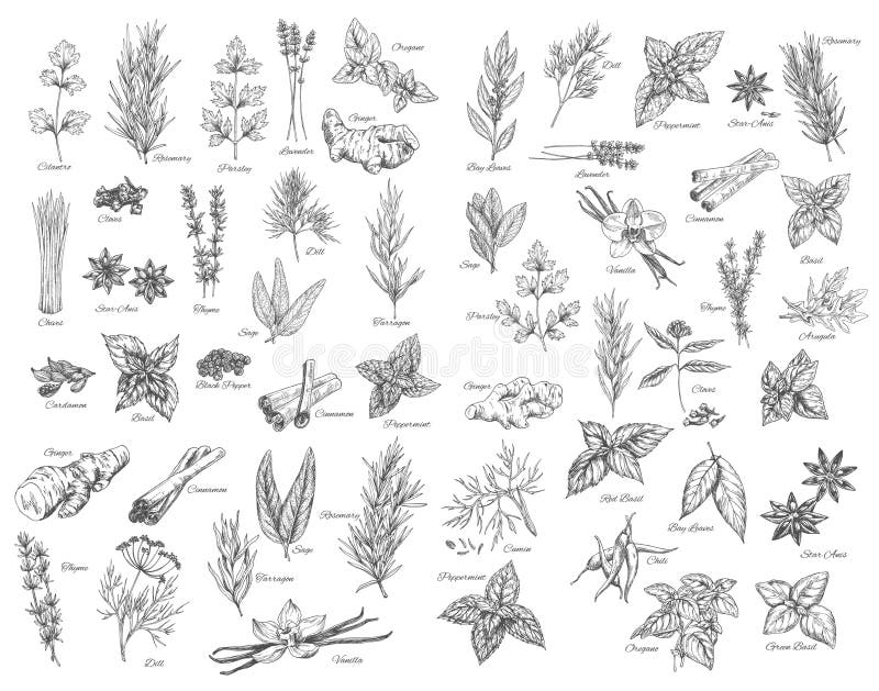 Spices, cooking herbs and seasonings sketch vector