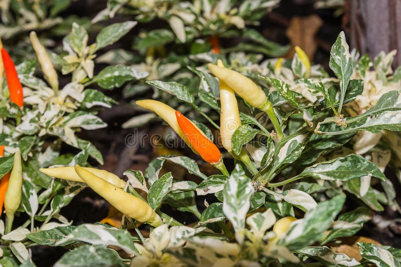 Spicy chili in garden stock photo. Image of chili, vegetable 154341644