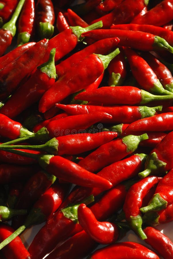 Spicy chillies stock photo. Image of lunch, italy, fresh - 6410298