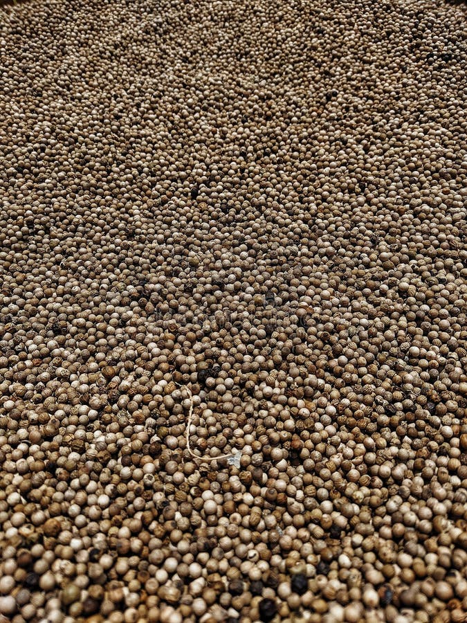 Coriander Spice in Java stock photo. Image of agriculture 210658874