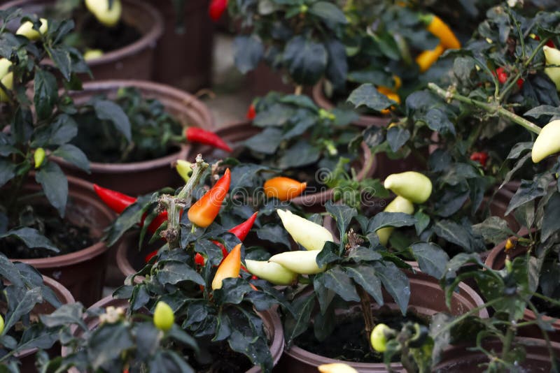 Spicy Kanthari Chili Garden Stock Photo Image of fresh, closeup