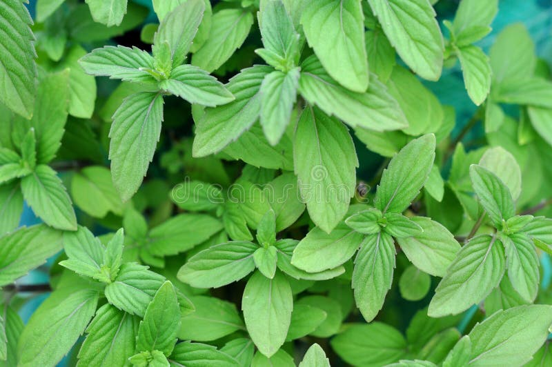 Spicy mint stock photo. Image of fragrant, bunch, garden 35026894