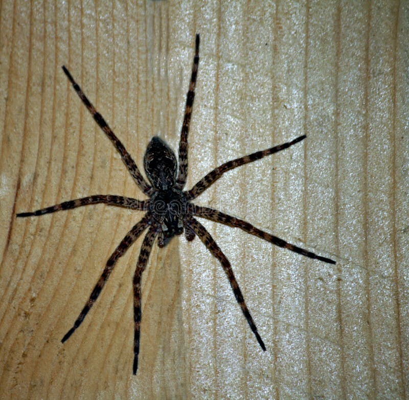 Spider stock image. Image of fuzzy, scary, scare, fear - 15411375