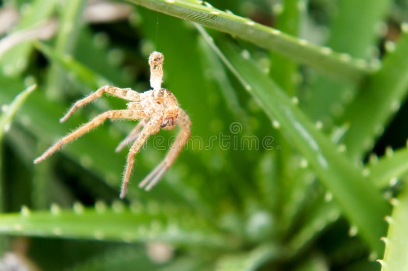 Spider on aloe vera plant stock photo. Image of garden 36962350