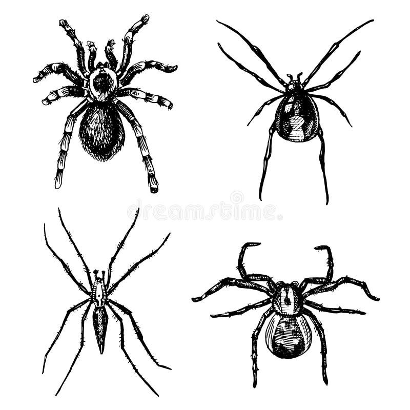 Spider or arachnid species, most dangerous insects in the world, old vintage for halloween or phobia design. hand drawn