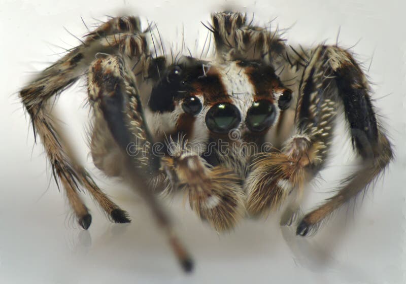 Spider Arthropod Weaving a  Stock Photo Image of wild, nature