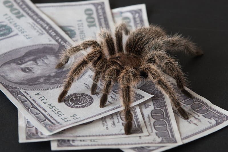 The spider as a guard royalty free stock images