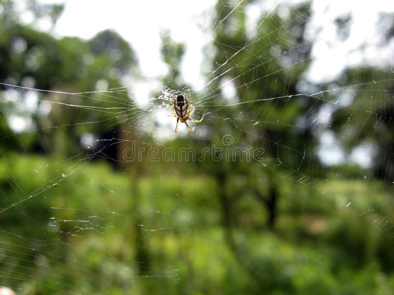 Spider on the background of the sun