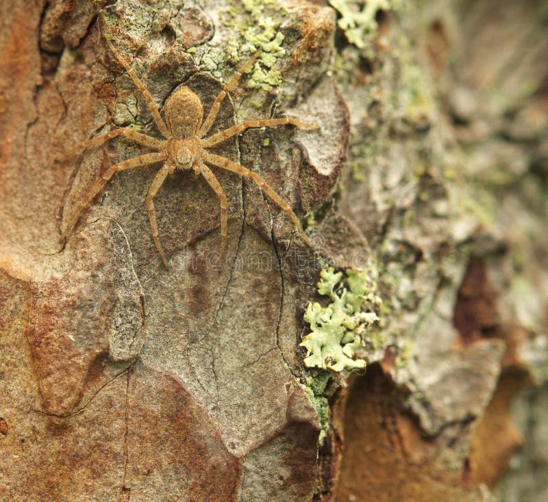 Spider on the bark. royalty free stock photography