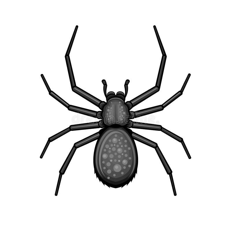 Spider Black Arachnid on White Background. Vector