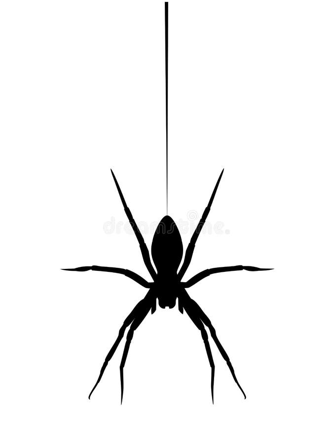 Spider black silhouette hanging on web, vector eps 10