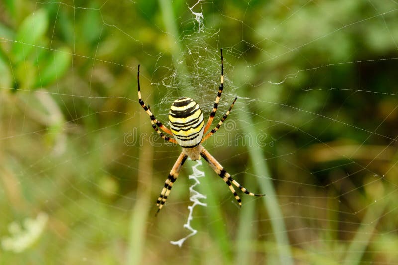 Spider with black and yellow stripes