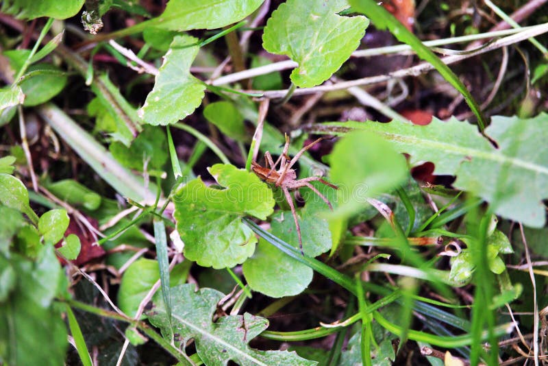 Spider camouflage royalty free stock photos