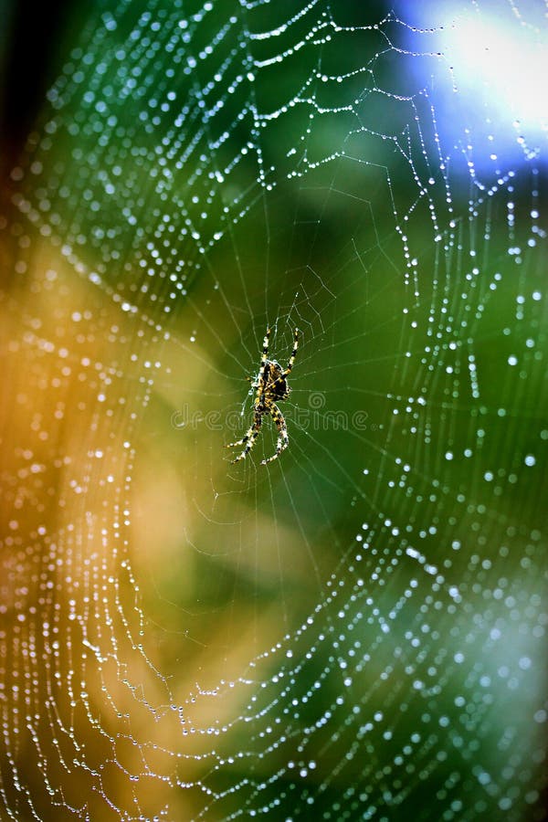 hd wet spider web wallpaper hd wet spider web wallpaper