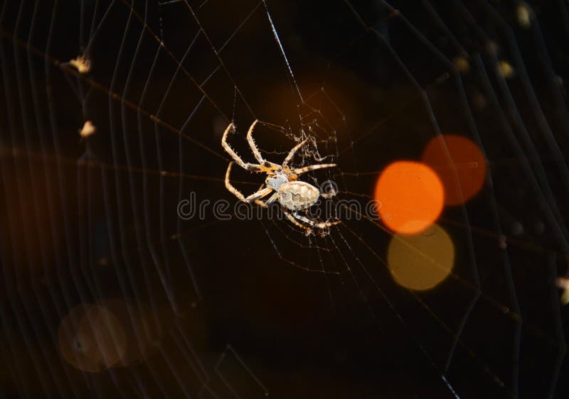 Spider climbing, a close up.