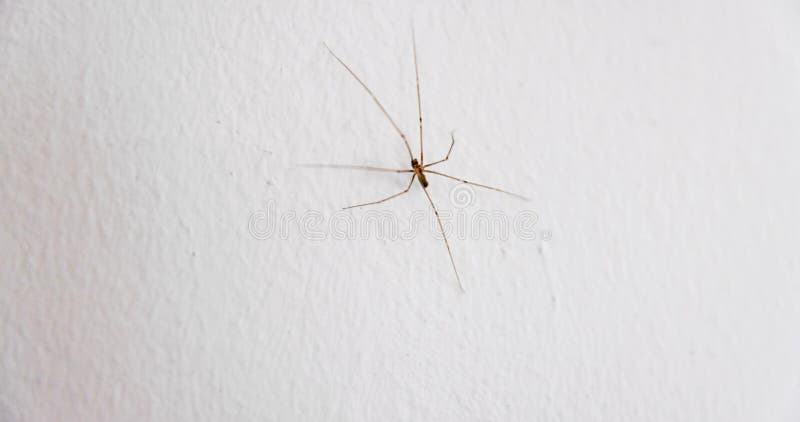 Spider climbing up the wall closeup macro