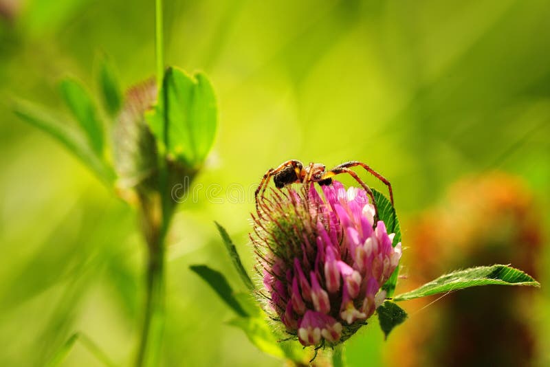 Spider in Clover