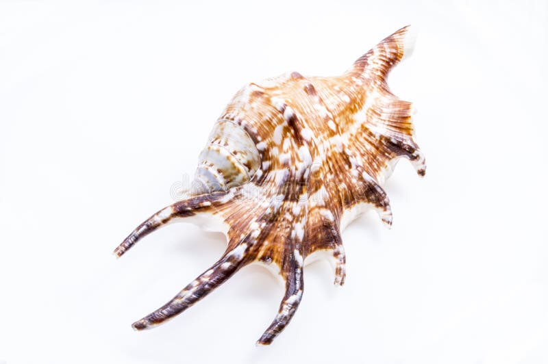 Spider Conch Seashell royalty free stock image Spider Conch Seashell royalty free stock image