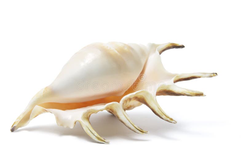 Spider Conch Seashell stock images