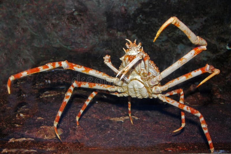 Spider crab inside the aquarium