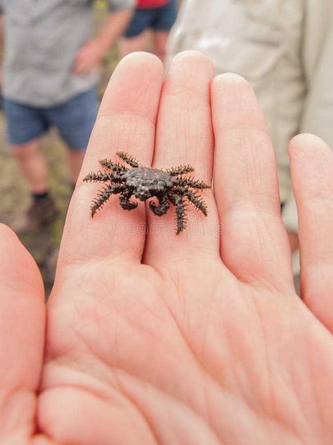 Spider Crab royalty free stock photo Spider Crab royalty free stock photo