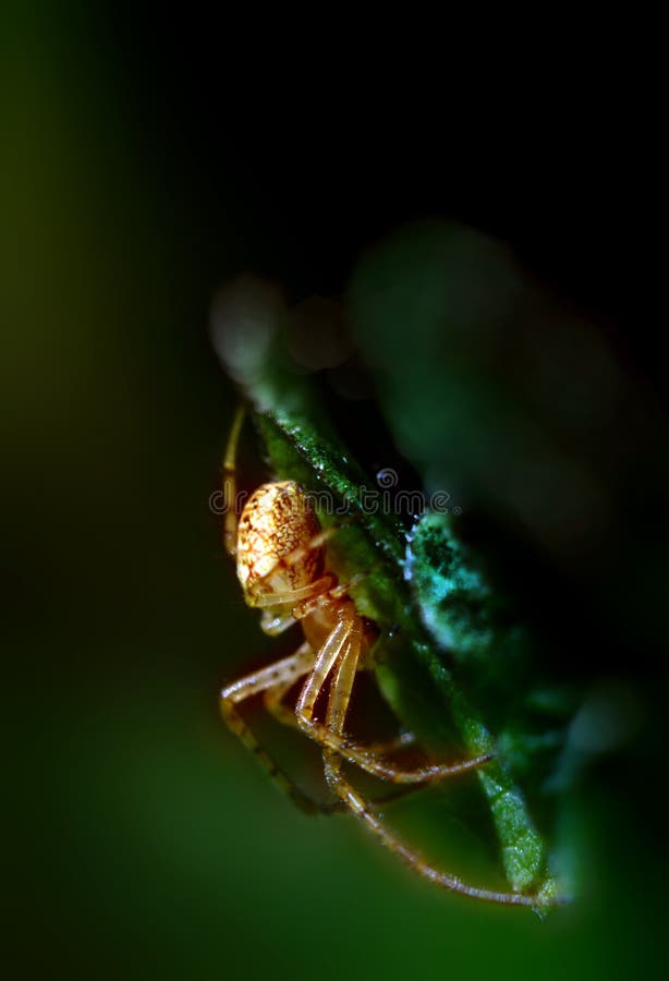 Spider crusader close up