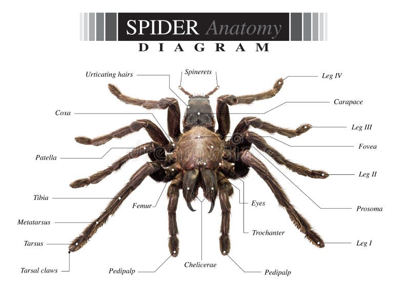 Tarantula Chart