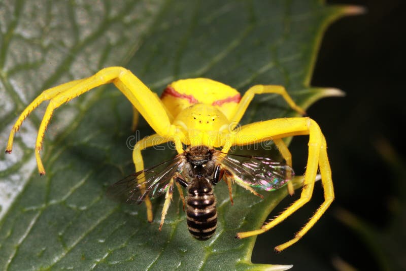 Spider dinner