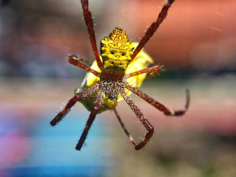 Spider eat butterfly stock image. Image of outdoors, argiope 46573373