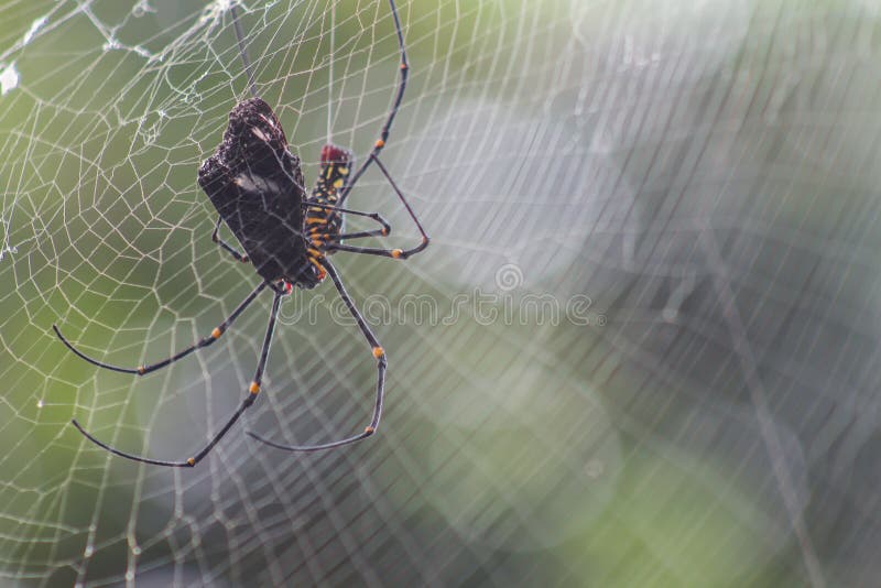 Spider eat butterfly stock photo. Image of spiderweb 46573248