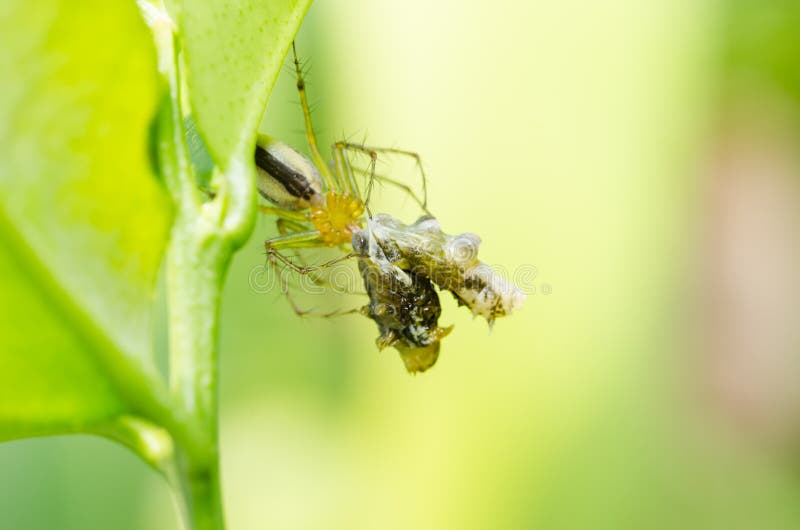 Spider Eat Worm In Green Nature Background Stock Photo - Image of large ...