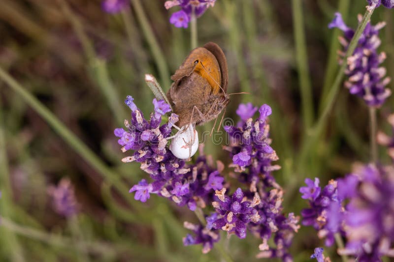 Spider eating a Butterfly on the purple lavender flower. Slovakia