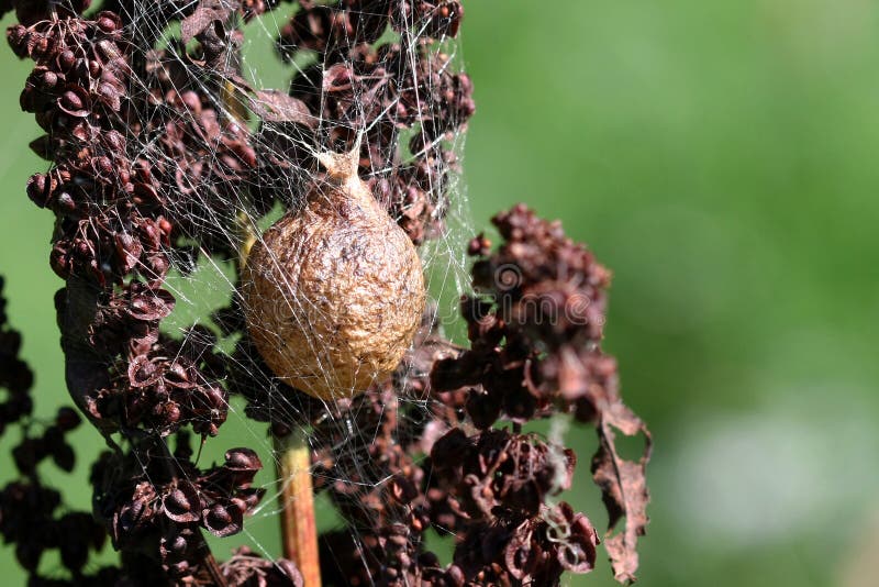 Spider Egg Sac Royalty Free Stock Photo - Image: 15660195