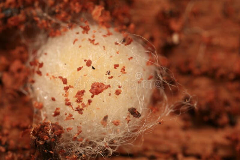 Spider egg sac
