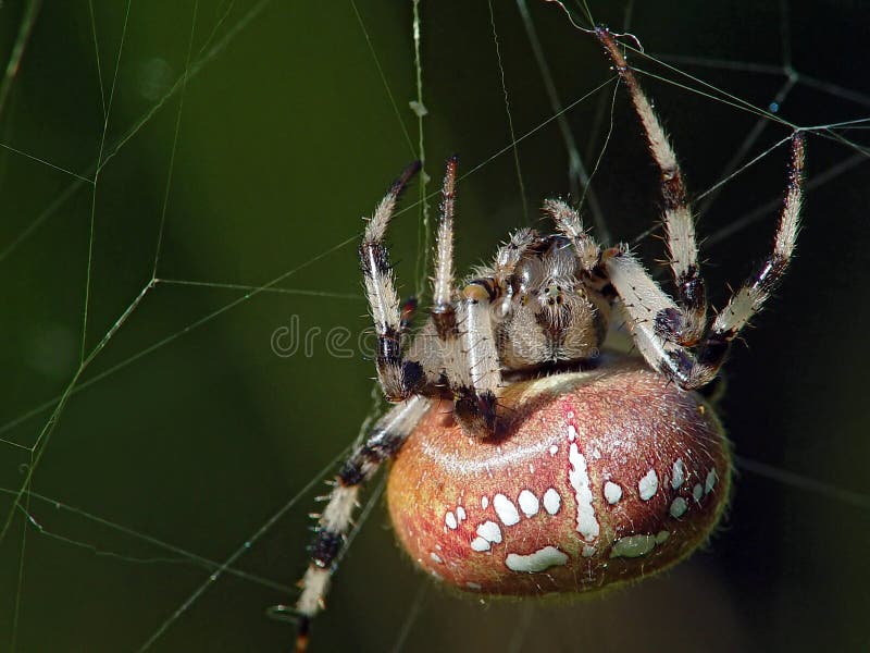 Spider of family Argiopidae.