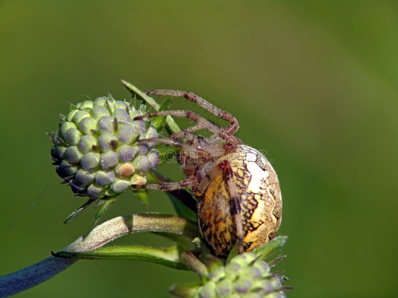 Spider of family Argiopidae on a flower.