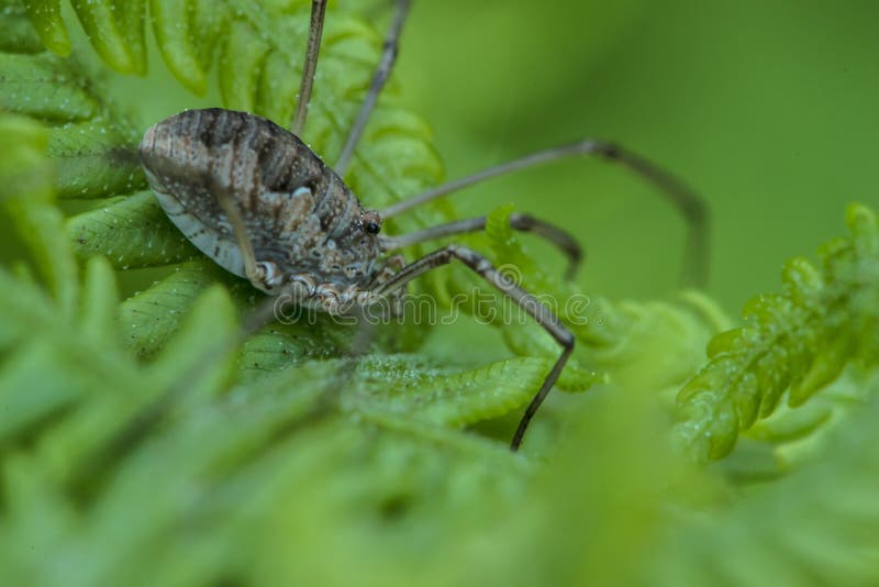 Spider on a Fern Plant Macro. Stock Image Image of crab, flora 42802537