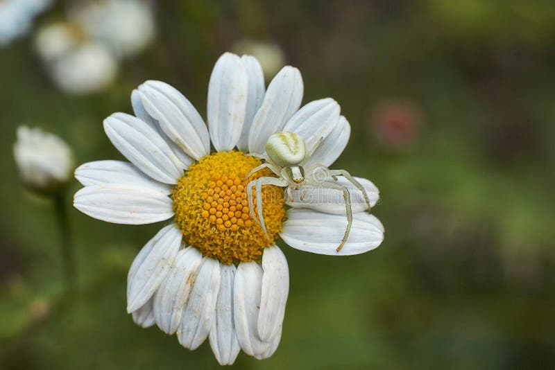 Spider on Flower Hunts Flying Insects. Stock Photo Image of crab