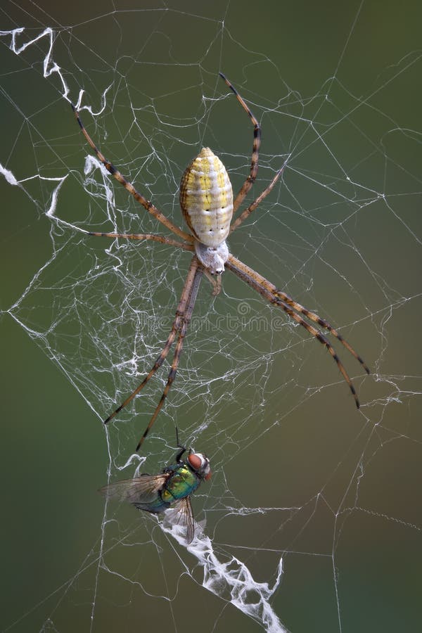 Spider And Fly In Web Stock Photography - Image: 15668752
