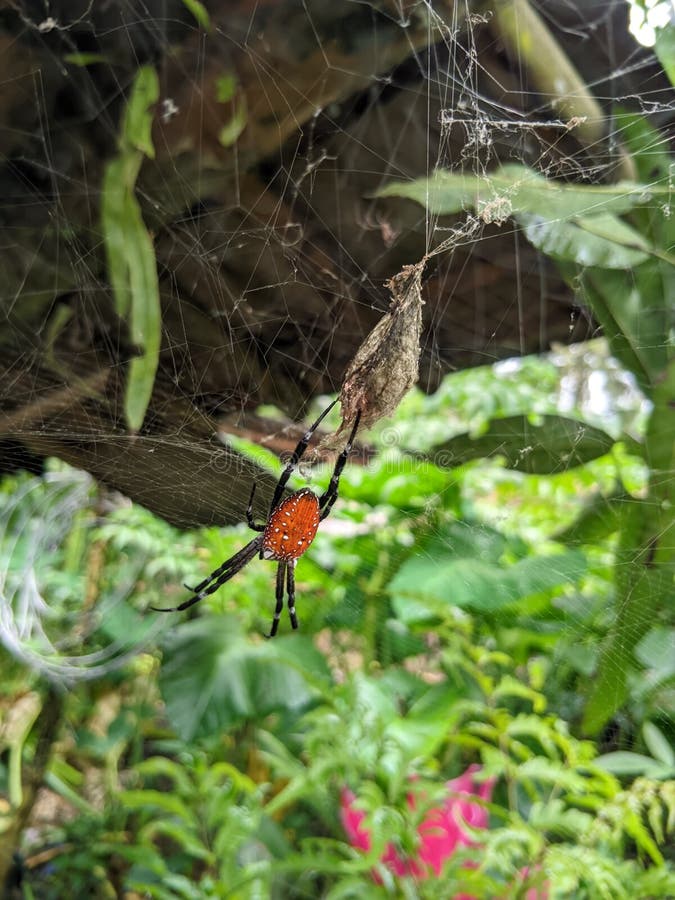A spider that is guarding its eggs and waiting for prey stock photography