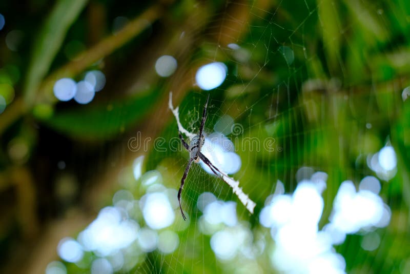 spider-hanging-in-the-web-stock-photo-image-of-background-237370808