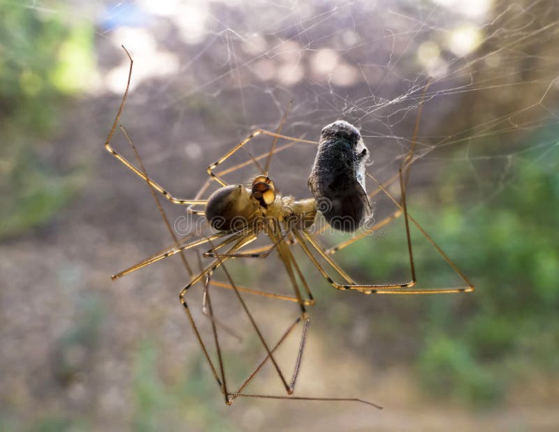 File:Spider-web-insect - West Virginia - ForestWander.jpg