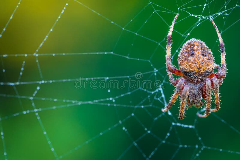 Tangled, Naked Man Trapped in a Huge Spider Web Stock Image - Image of
