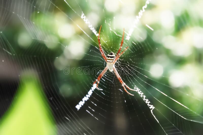 Spider Holding on Web, Spider Hanging on the Net Stock Image Image of