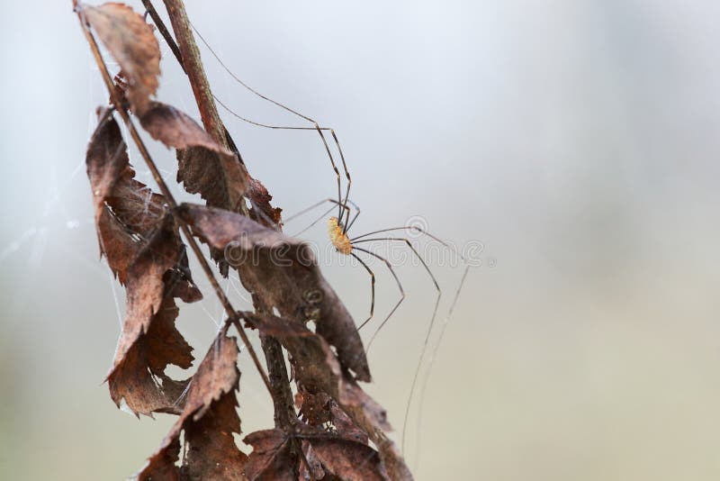 428 Opiliones Spider Stock Photos - Free & Royalty-Free Stock Photos from  Dreamstime